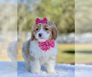 Goldendoodle (Miniature) Puppy for sale in FROSTPROOF, FL, USA