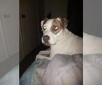 Small American Staffordshire Terrier