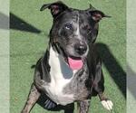 Small #1 Catahoula Leopard Dog-Labrador Retriever Mix