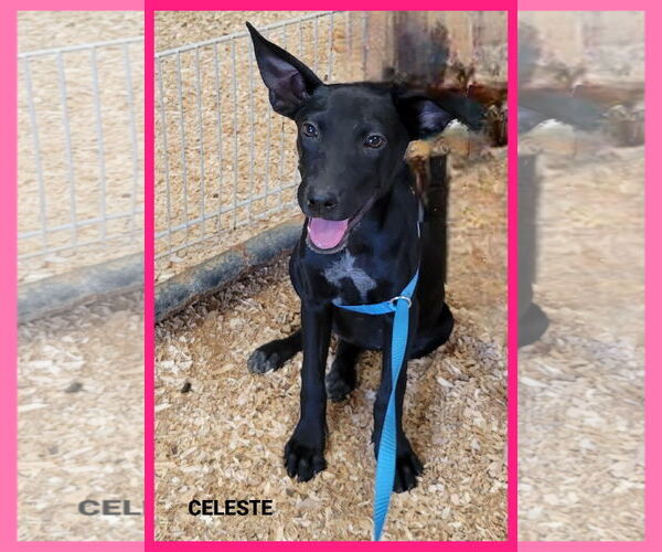 Medium Photo #3 Mutt Puppy For Sale in Granbury, TX, USA