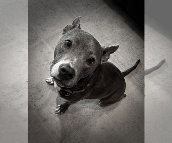 Medium Photo #38 Mutt Puppy For Sale in Mount Laurel, NJ, USA