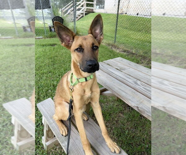 Medium Photo #2 German Shepherd Dog-Unknown Mix Puppy For Sale in San Leon, TX, USA