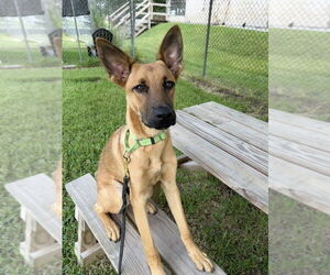Angus - Male German Shepherd Dog-Unknown Mix Dog for Adoption - Photo #2