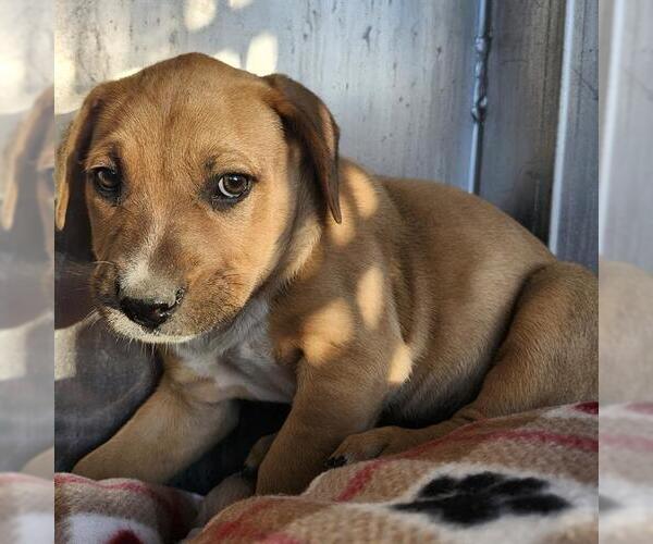 Medium Photo #1 Labrador Retriever-Unknown Mix Puppy For Sale in San Antonio, TX, USA