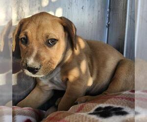 Labrador Retriever-Unknown Mix Dogs for adoption in San Antonio, TX, USA