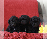 Small Photo #2 Poodle (Toy)-Yorkshire Terrier Mix Puppy For Sale in GAP, PA, USA