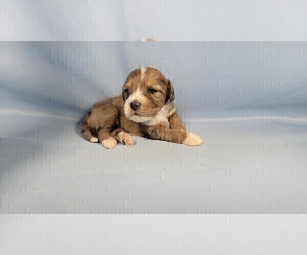 Medium Photo #6 Bernedoodle (Miniature) Puppy For Sale in BLACK FOREST, CO, USA