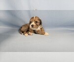 Small Photo #55 Bernedoodle (Miniature) Puppy For Sale in BLACK FOREST, CO, USA