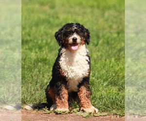 Father of the Miniature Bernedoodle puppies born on 03/23/2023