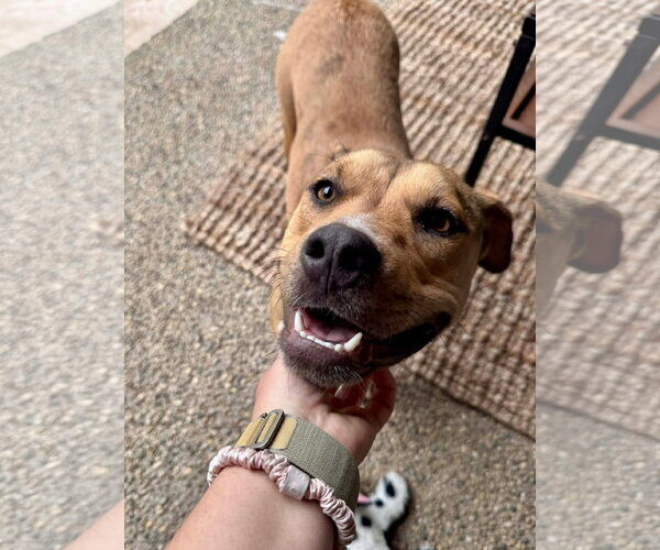 Medium Photo #3 Catahoula Leopard Dog-Unknown Mix Puppy For Sale in Germantown, OH, USA