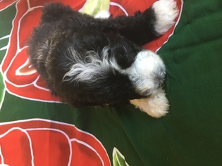 Sheepadoodle Puppy for sale in PRESCOTT, AZ, USA