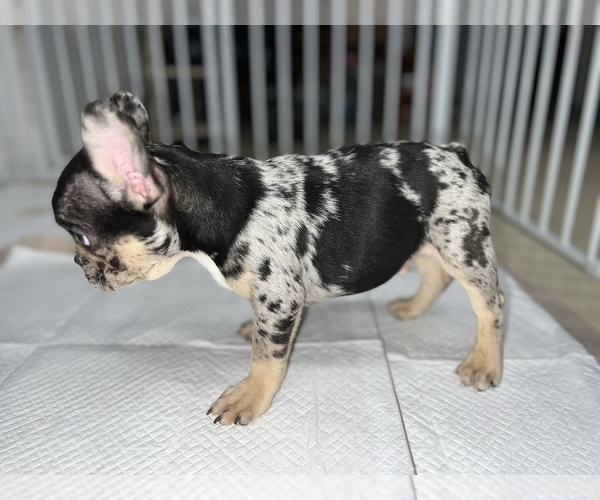 Medium Photo #2 French Bulldog Puppy For Sale in VILLA PARK, IL, USA
