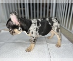 Small Photo #2 French Bulldog Puppy For Sale in VILLA PARK, IL, USA