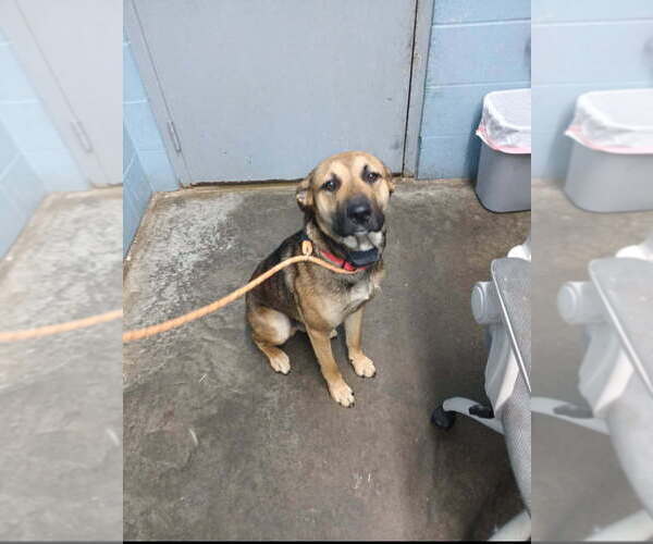 Medium Photo #4 Labrador Retriever-Unknown Mix Puppy For Sale in Evansville, IN, USA