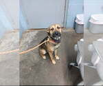 Small #3 Labrador Retriever Mix