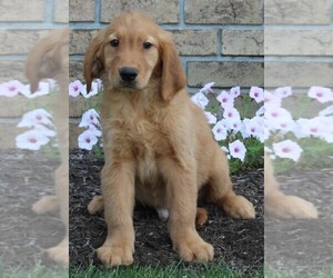 Golden Retriever Puppy for sale in FREDERICKSBURG, OH, USA