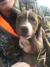 American Pit Bull Terrier Puppy for sale in ELK CITY, OK, USA