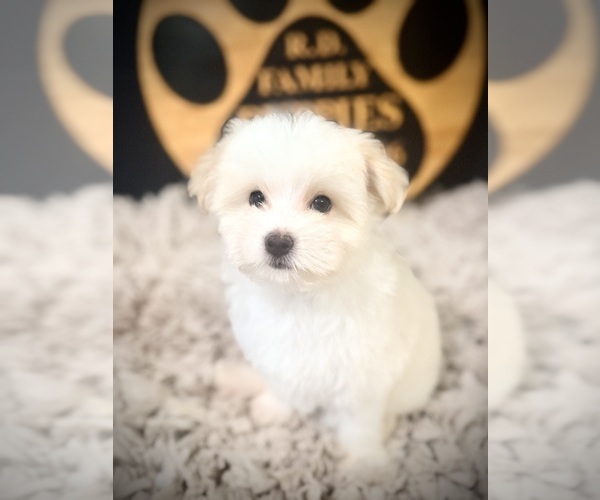 Medium Photo #1 Maltipoo (Toy) Puppy For Sale in CROSSVILLE, TN, USA