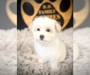 Maltipoo (Toy) Puppy for sale in CROSSVILLE, TN, USA