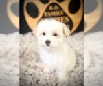 Small Maltipoo (Toy)