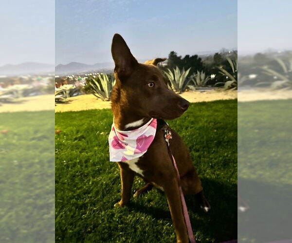Medium Photo #4 Borador Puppy For Sale in San Juan Capistrano, CA, USA