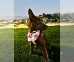Small #3 Borador