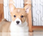 Small Photo #2 Cardigan Welsh Corgi Puppy For Sale in NAPLES, FL, USA