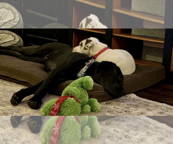 Medium Photo #6 Pointer-Unknown Mix Puppy For Sale in Plainfield, IL, USA