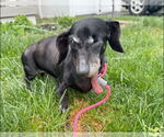 Small #4 Dachshund