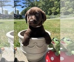 Image preview for Ad Listing. Nickname: AKC Ready to Go