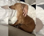 Small Photo #3 Dachshund Puppy For Sale in Fruitland, SC, USA