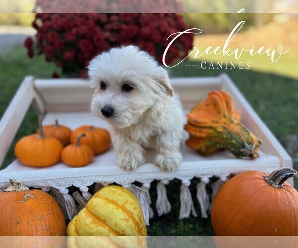 Medium Photo #2 Havachon Puppy For Sale in NIANGUA, MO, USA