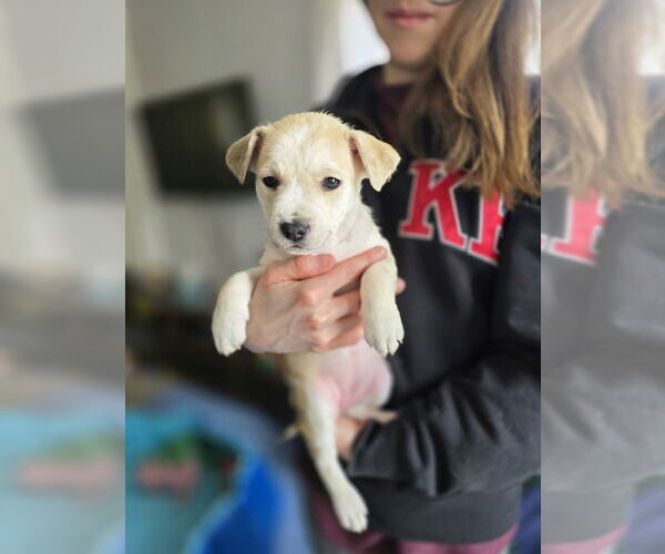 Medium Photo #4 Australian Shepherd-Catahoula Leopard Dog Mix Puppy For Sale in Aurora, IN, USA