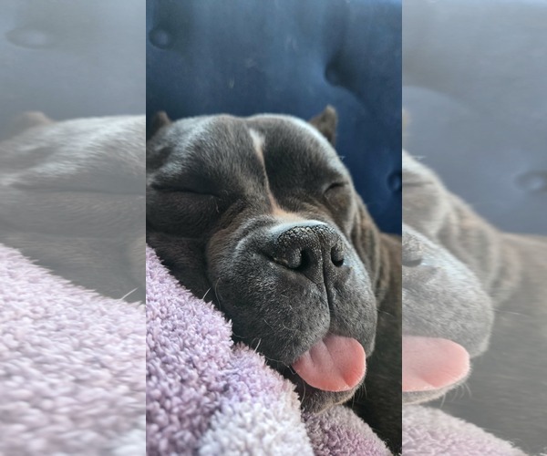 Medium Photo #6 Bulldog-Unknown Mix Puppy For Sale in St. Louis Park, MN, USA