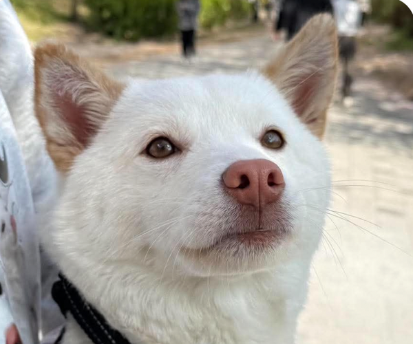 Medium Photo #1 Mutt Puppy For Sale in San Ramon, CA, USA