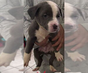 Mutt Dogs for adoption in San Antonio, TX, USA