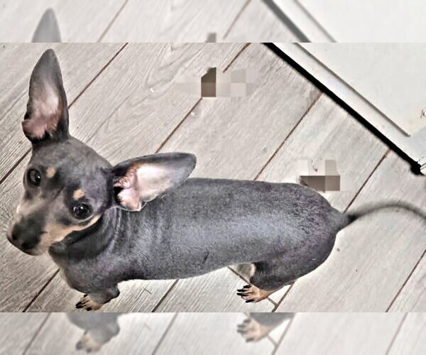 Medium Photo #2 Miniature Pinscher Puppy For Sale in Rutherfordton, NC, USA