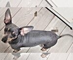 Small #1 Miniature Pinscher