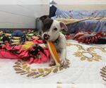 Small Photo #3  Puppy For Sale in , 