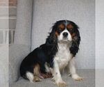 Small Photo #1 Cavalier King Charles Spaniel Puppy For Sale in NARVON, PA, USA