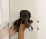 Small #3 Miniature Bernedoodle-Poodle (Toy) Mix