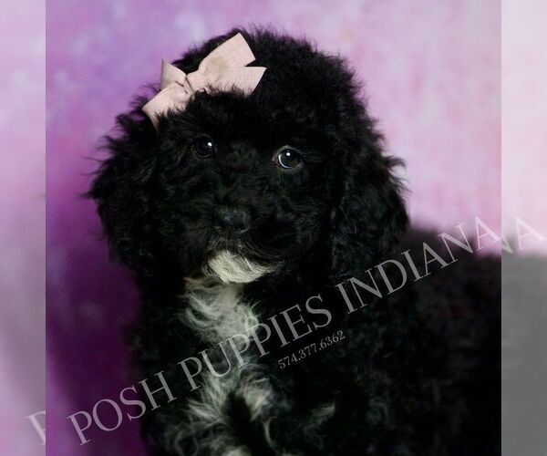Medium Photo #45 Poodle (Toy) Puppy For Sale in WARSAW, IN, USA