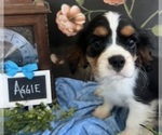 Small #2 Cavalier King Charles Spaniel