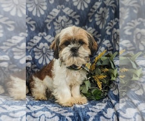 Shih Tzu Puppy for Sale in OXFORD, Pennsylvania USA