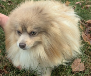 Father of the Pomeranian puppies born on 04/22/2025