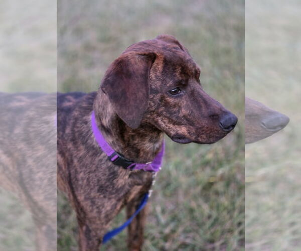 Medium Photo #2 Plott Hound Puppy For Sale in Greenville, IL, USA