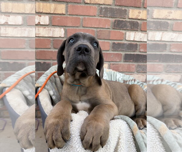 Medium Photo #1 Mutt Puppy For Sale in Goodyear, AZ, USA