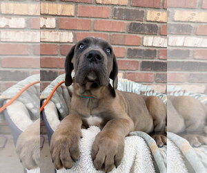 Mutt Dogs for adoption in Goodyear, AZ, USA