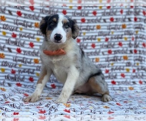 Australian Shepherd Puppy for sale in LAKELAND, FL, USA