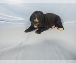 Puppy Charity Golden Mountain Dog